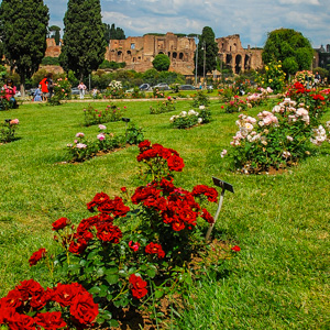 Rome's comunal rose garden