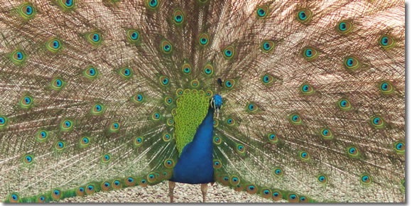 A peacock on Isola Madre