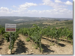 Chianti vines